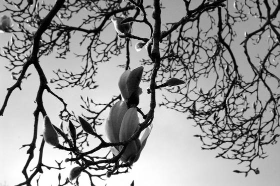 Silent_magnolia