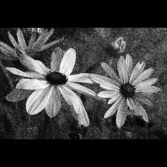 Susan_s_susans_2