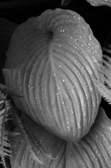 After_a_summer_rain