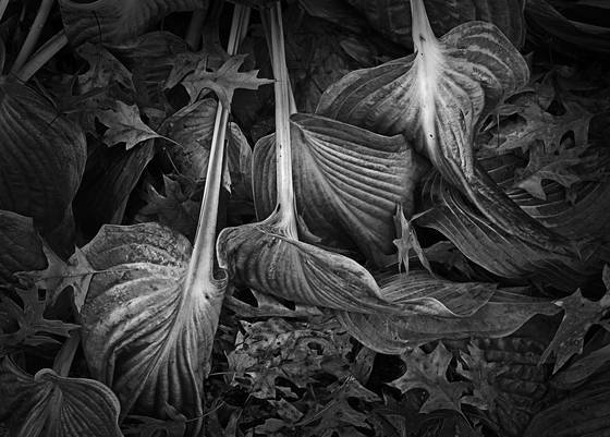 Wilted_hosta_and_oak_leaves