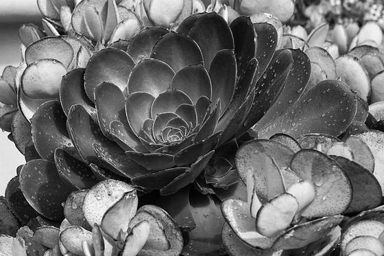 Getty_succulent__4