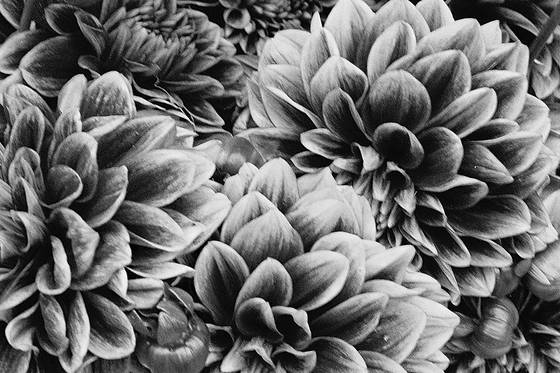 Purple_flower_stall