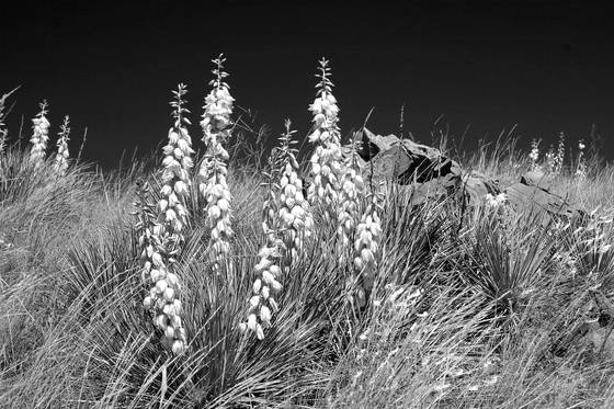 Bloomin__yucca