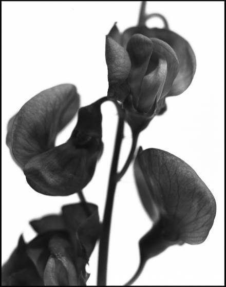 Sweet_pea