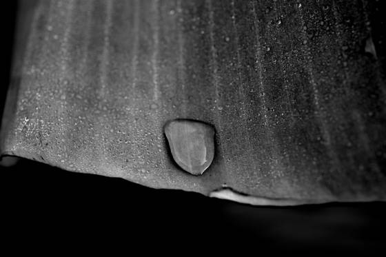 Early_morning_dew