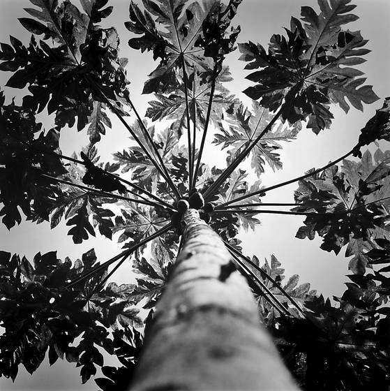 Papaya_tree