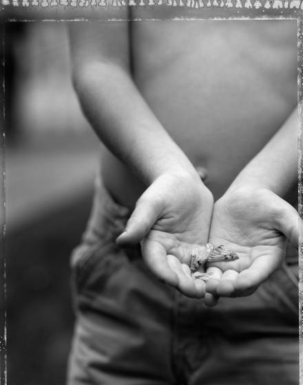 Butterfly_wings_3