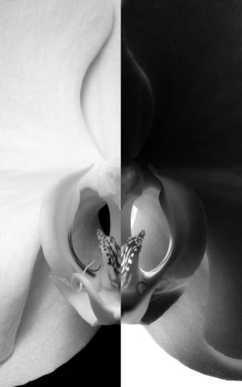 Orchid_study__55