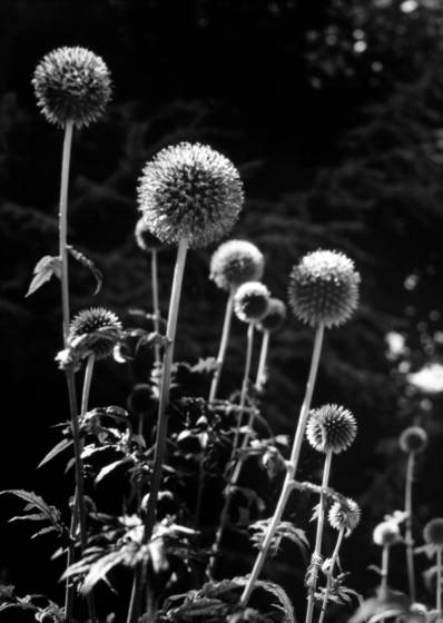 Botanical_galaxy