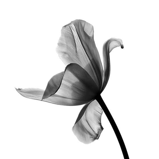 Tulip_dance