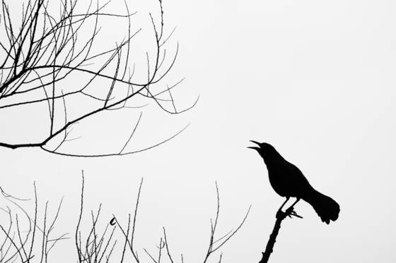 Something_to_crow_about