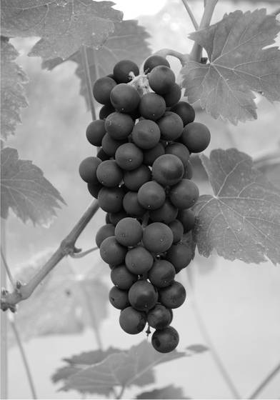 Grapes