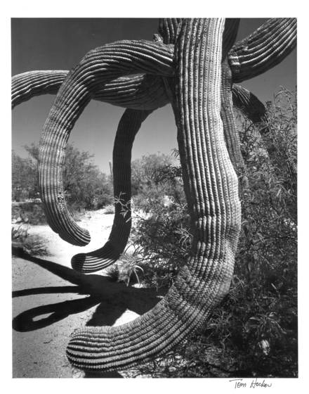 Saguaro_cactus