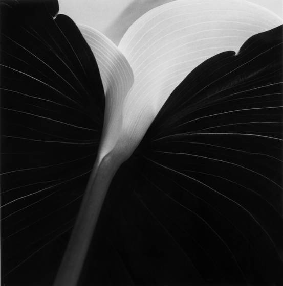 Calla_i