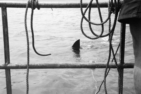 Waiting_for_jaws__cape_town