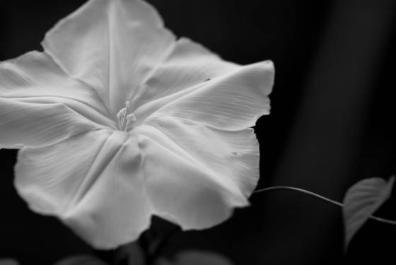 Moonflower