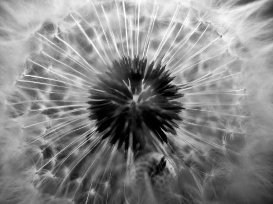 Dandelion_3_jpg