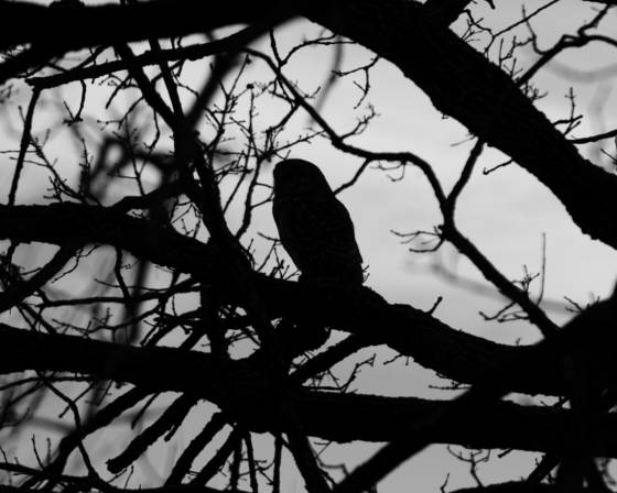 Wise_old_owl