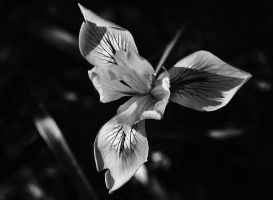 Flower_1