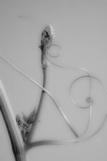Ivy_study__6