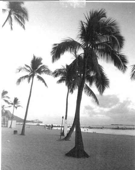 Palms