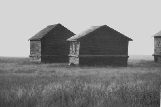 Rain_on_barnyard