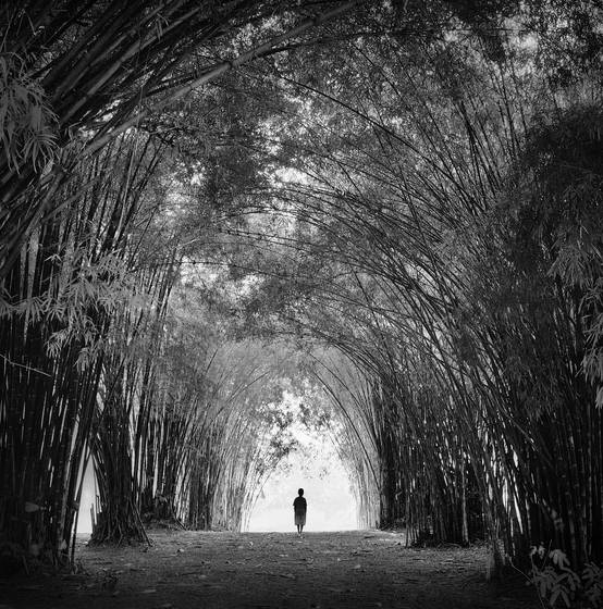 Tunnel_of_bamboo
