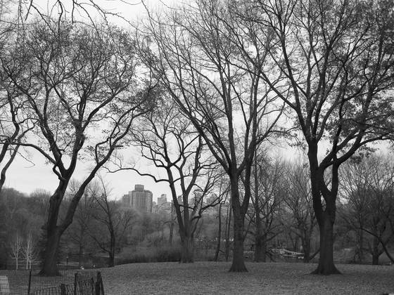 Skyline_through_the_park