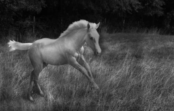 Young_colt