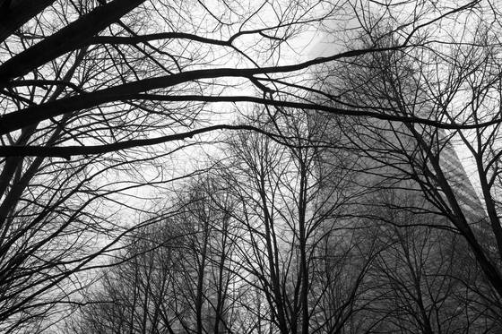 Tree_maze