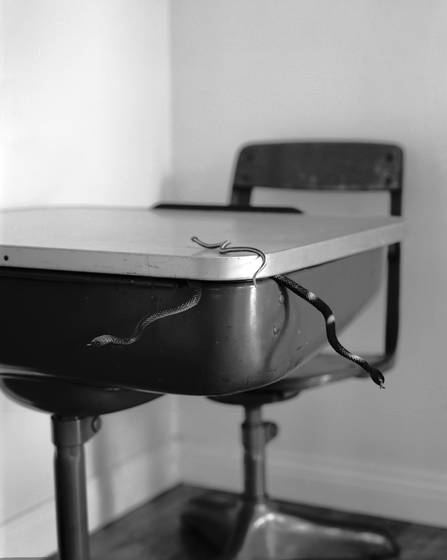 Desk_snakes__d213