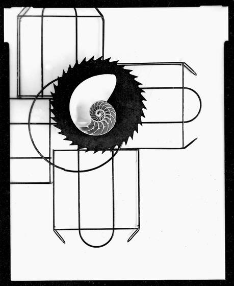 Nautilus