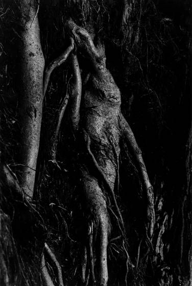 Roots