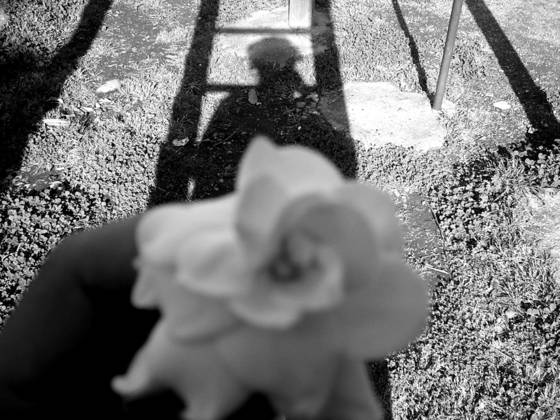 Gardenia