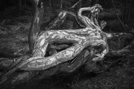 Body_in_the_wood