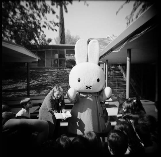 Miffy