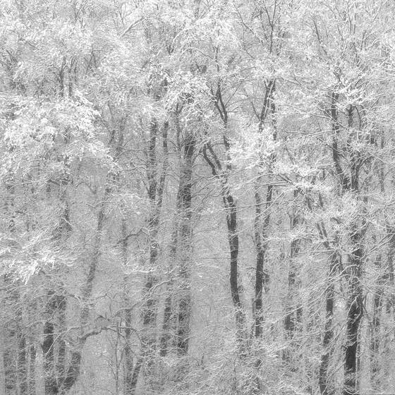 Winter_wonderland
