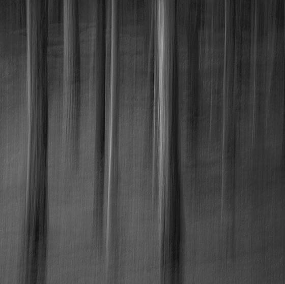 Cypress_grove_absrtact