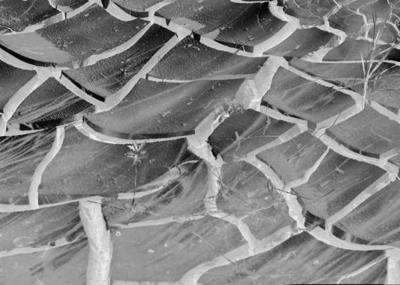 Cracked_earth_1
