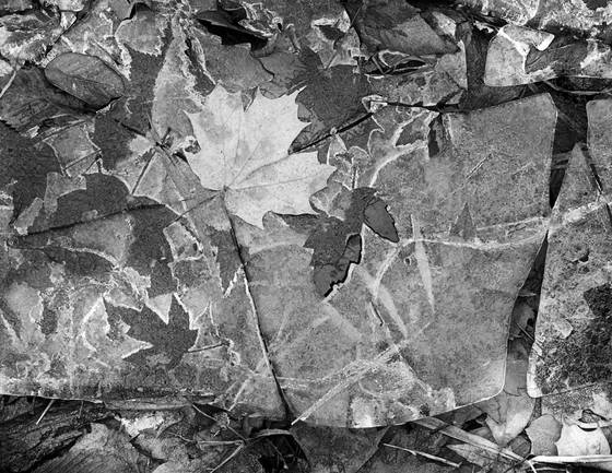 Frozen_leaves