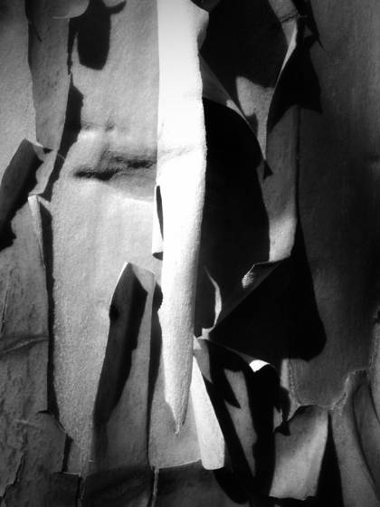 Madrone__3