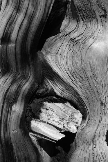 Bristle_cone