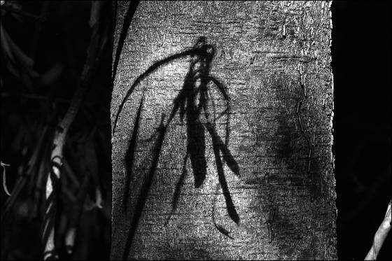 Proboscus_laurel_shadow_on_bark
