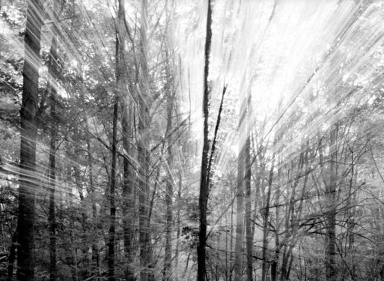 Into_the_woods_15