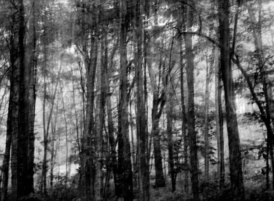 Into_the_woods_7