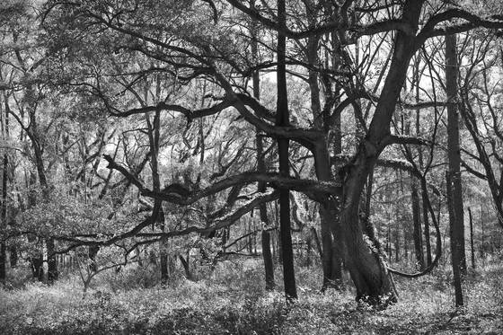 Oak_hammock