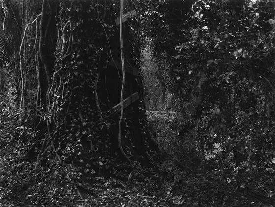 Treehouse