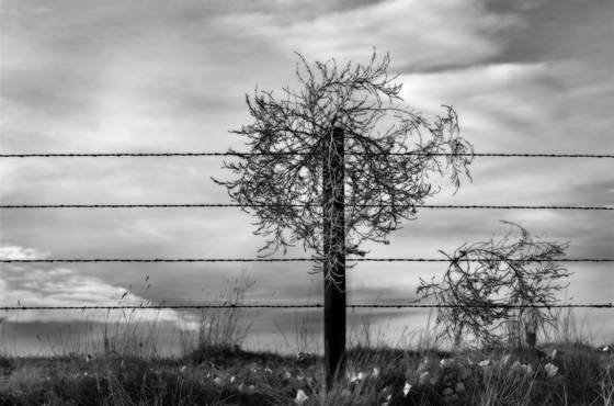 Tumbleweed