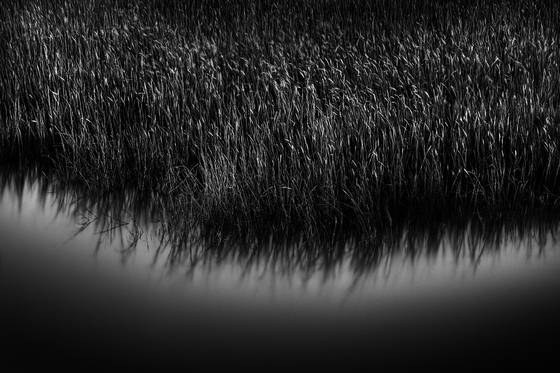 Blowing_grasses