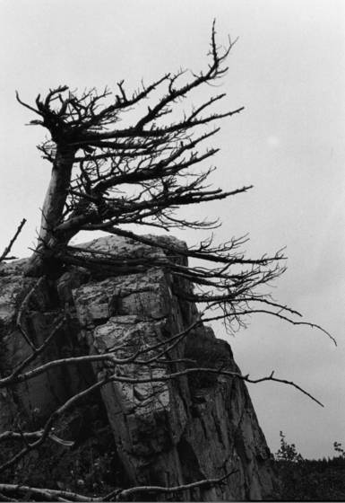 Sentinel
